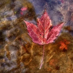 Maple Leaf in water