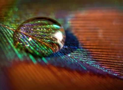 Water Drop Water Drop