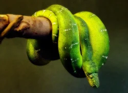 Hello There Hello There