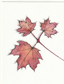 Maple Leaves in Watercolour Maple Leaves in Watercolour